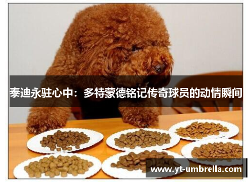 泰迪永驻心中:多特蒙德铭记传奇球员的动情瞬间 泰迪永驻心中:多特蒙德铭记传奇球员的动情瞬间